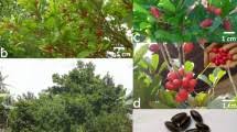 Image result for Synsepalum passargei