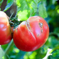 Check spelling or type a new query. Stop Tomatoes From Splitting Or Cracking Brown Thumb Mama