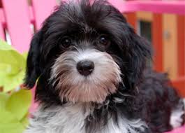 They are a cross between a havanese and a bichon frise. Havanese Puppies