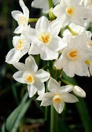 Early Pearl Daffodil 1899 Oldhousegardens Com Daffodil Bulbs Bulb Flowers Daffodils