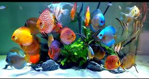 Discus Type Fishes Discus Fish Fish Tank Plants Tropical Fish Aquarium