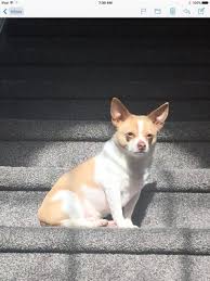 We would like to show you a description here but the site won't allow us. All American Pet Resorts Of North Brunswick 330 Thalia St North Brunswick Nj Pet Supplies Mapquest