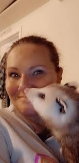 Super-senior opossum Opal enjoying her yogurt and grapes. 🍇 📷: Keeper Alex