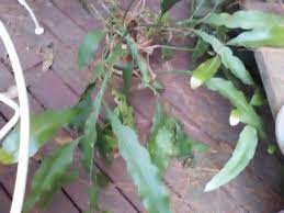 Plants are one of the first science topics taught in elementary school. What Plant Is This White Pink Flowers Grow From Leaf Margin Gardening Landscaping Stack Exchange