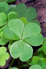 Image result for Oxalis debilis