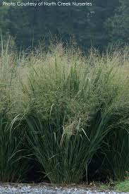 Image result for Panicum novemnerve