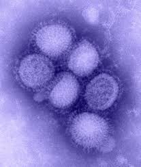 Image result for h1n1