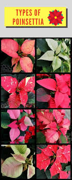 Poinsettia The Christmas Flower Giftblooms Resource Guide Poinsettia Poinsettia Flower Types Of Flowers