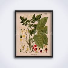 Image result for Paullinia bipinnata