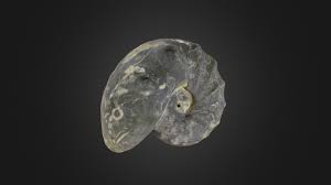 Image result for Dignathia