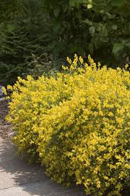 Bangle Genista Genista Lydia Plants Garden Shrubs