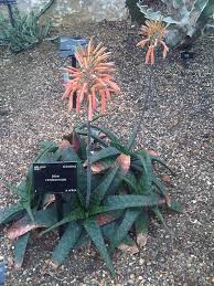 Image result for Aloe cameronii × greatheadii