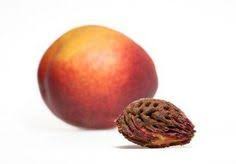 How To Sprout A Nectarine Seed Growing Fruit Plum Seed Growing Seeds