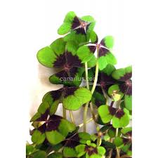 Image result for Oxalis tetraphylla