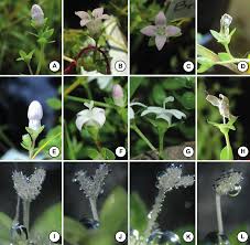 Image result for Pentas schimperiana