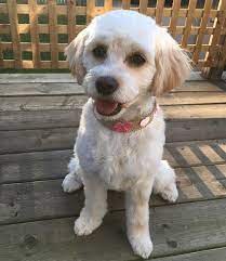 Cockapoos are unique dogs that are a mix between cocker spaniel and poodle breeds. White Toy Cockapoo Short Haircut Cockapoo Haircut Cockapoo Dog Haircuts