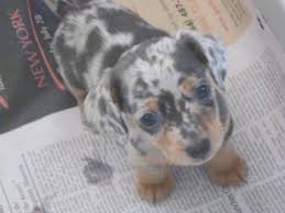 Dapple Dachshund Puppy For Sale California