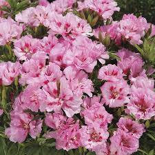 The godetia plant received its name in honor of the famous swiss botanist c. Godetia Sweetheart From Mr Fothergills Seeds