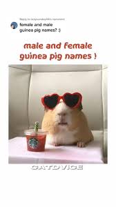 Unique Girl Guinea Pig Names