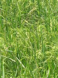 Datuk membajak sawah menggunakan jentera. Padi Sawah Wikipedia Bahasa Melayu Ensiklopedia Bebas