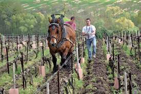 Check spelling or type a new query. Champagne Gaston Revolte 1er Cru Sommeliers International