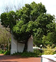 Image result for Syzygium cordatum