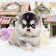 To find out if the breeder you are transacting with can be trusted, you should always be able to look up their background and credibility. Aurora Tiny Teacup Pomsky Posh Pocket Pups Pomsky Puppies Puppies Teacup Puppies