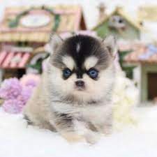 Litter of 6 pomsky puppies for sale in centralia, mo. Henri Teacup Pomsky Pomsky Puppies Puppies Teacup Puppies