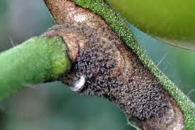 Image result for tomato seedling botrytis