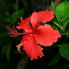 Image result for Hibiscus calyphyllus