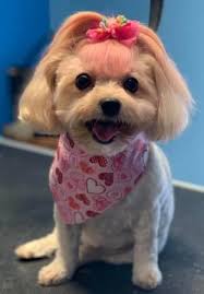 Aussie pet mobile comes to you and offers a complete range of dog grooming services. Dog Grooming Prices In Houston Katy Tx Preppy Pet West Houston