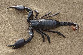 Слушать песни и музыку scorpions онлайн. What Is A Scorpion Answered Twinkl Teaching Wiki