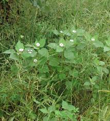 Image result for Astripomoea hyoscyamoides