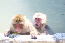 Ada dua subspesies rubah merah di jepang. Berbagai Hewan Khas Jepang Dari Yang Imut Hingga Aneh Wexpats Guide