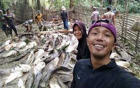 Jala ikan atau jaring ikan di sungai yang sangat jernih dan bersih di kawasan hutan pedalaman aceh. Air Sungai Tiba Tiba Surut Warga Panen Ikan Tapah Raksasa Lihat Foto Fotonya
