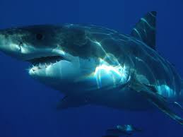 Maybe you would like to learn more about one of these? Urzeithai Lebt Der Riese Heute Noch In Der Tiefsee