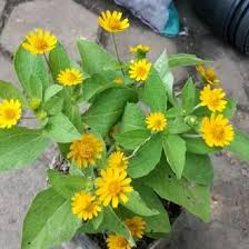 Bunga matahari ini merupakan tumbuhan bunga yang berasal dari negara meksiko, negara peru, negara amerika serikat, dan menyebar luas keseluruh dunia. Jual Produk Hias Matahari Kecil Termurah Dan Terlengkap Juni 2021 Bukalapak