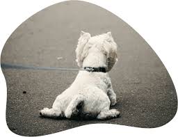 Dieses problematische verhalten ist nicht nur nervig, es kann als ruhestörung auch zu ärger führen. Hunden Das Bellen Abgewohnen So Geht S Amicando