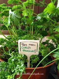 Herb Puns