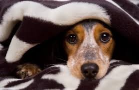 It can be unnerving to see your dog have diarrhea, especially when you aren't sure what to do about it. My Dog Has Diarrhea How Do I Treat It Petguide