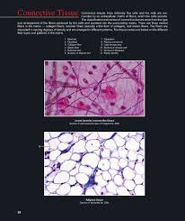 Here, the collagen fibers are irregularly arranged instead of being arranged in parallel bundles. 11 Reticular Tissue Section Of Lymph Node 400x Dense Irregular Connective Tissue Secti Dense Irregular Connective Tissue Cells And Tissues Collagen Fibers