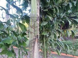 Image result for Caryota urens