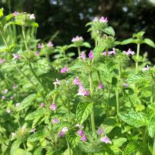 Image result for Clinopodium
