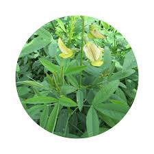 Image result for Crotalaria ochroleuca