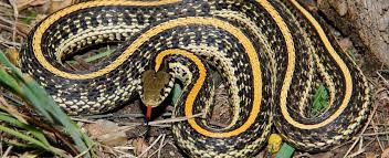 They can, but it's not that common. Plains Gartersnake Missouri Department Of Conservation