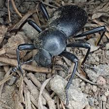 Image result for Dicoma macrocephala