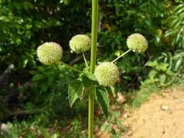 Image result for Hyptis lanceolata