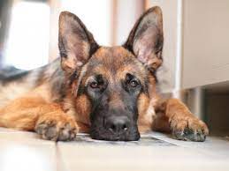Designed by machinetools directory (s & j corp.) global manufacturer exhibition. Etats Unis Un Chien Malade Teste Positif Au Covid 19 Sciences Et Avenir