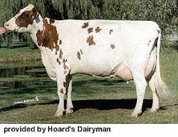 Breeds Of Livestock Ayrshire Cattle Breeds Of Livestock Department Of Animal Science Breeds Cattle Dairy Cattle
