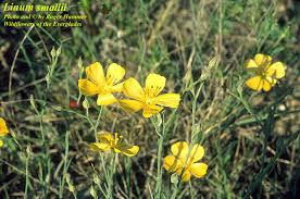 Image result for Linum